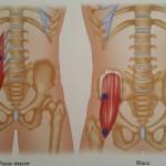 El Psoas, nuevo artículo de ERGOS Rehab